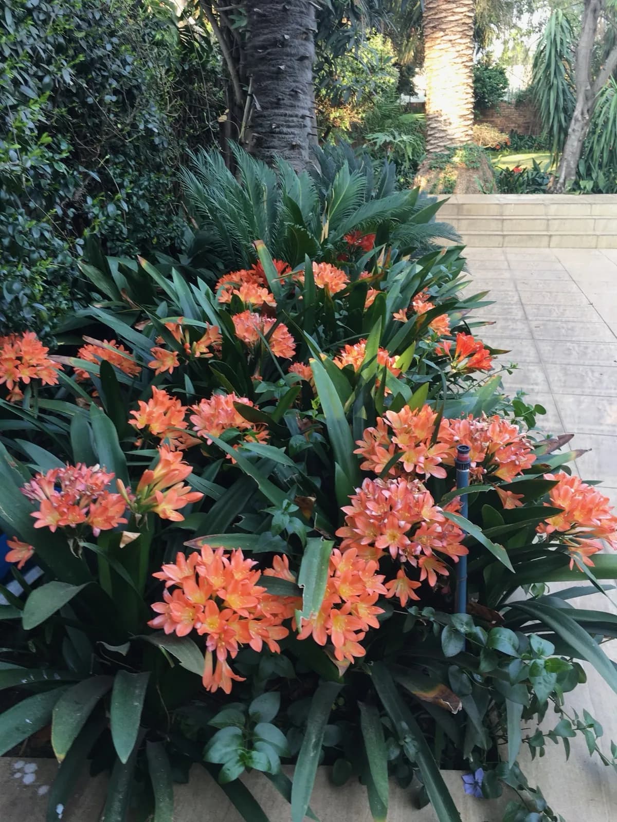 Garden & Pool at 27A on Angus — 32