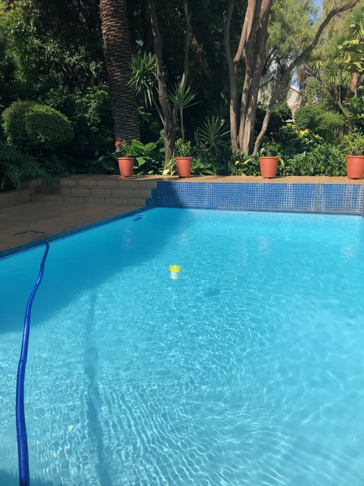Garden & Pool at 27A on Angus — 06